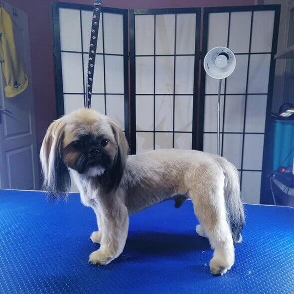 shih-tzu-maksiu