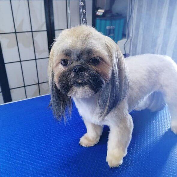 shih-tzu-maksiu