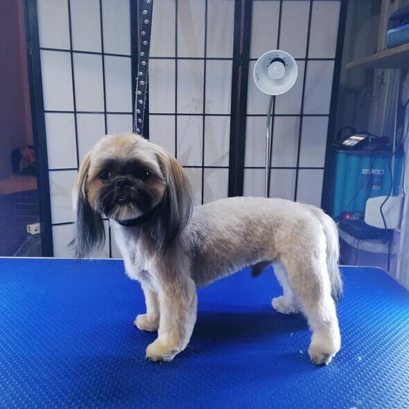shih-tzu-maksiu